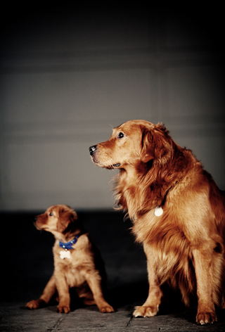 Illustration for article titled Shooting Challenge Pets Gallery 4